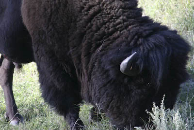 Custer State Park SD